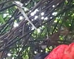 Vilupuram tamil college girl sucking her beau cock in forest