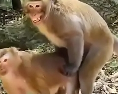 Funny animal hindi sex video